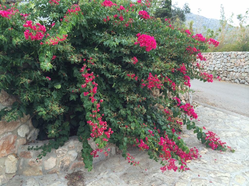 Jardi De Papallones Pollença Екстериор снимка